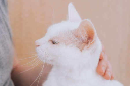 Human hands stroking the face of a white cat close-up. The concept of love for pets, of the cat's trust in man.の写真素材
