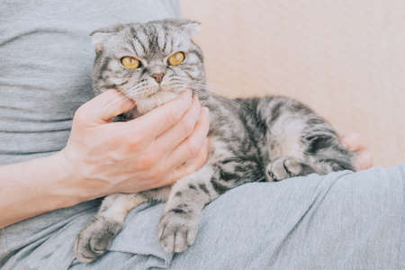 Man holding gray scottish fold cat in his arms. The concept of love for pets, friendship between humans and animals.の写真素材