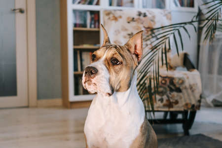 An American Staffordshire Terrier puppy at home. Portrait close-up. The concept of keeping dogs in the house, pets.の写真素材