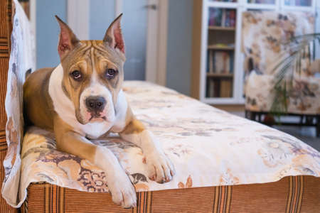 An American Staffordshire Terrier puppy at home. Portrait close-up. The concept of keeping dogs in the house, pets.の写真素材