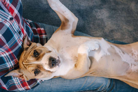 American Staffordshire Terrier puppy and woman sit on the floor in the room. The concept of keeping...