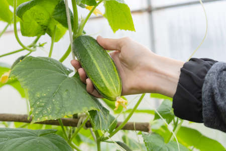 A hand picks a fresh cucumber from a branch in a greenhouse. The concept of vegetable growing, organic vegetables, vegetarianism.の写真素材