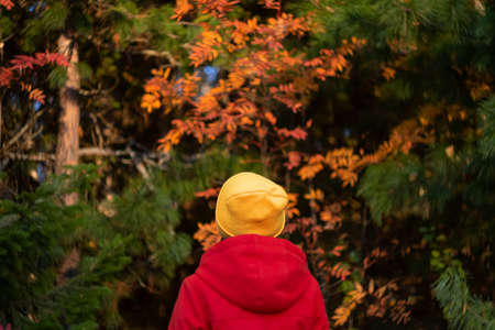 A woman in a yellow hat and red jacket stands with her back, trees with yellow foliage are around....