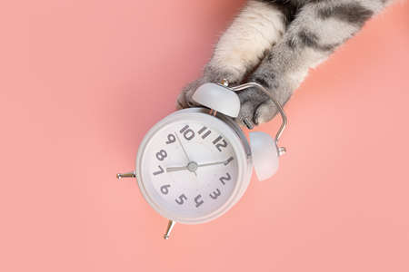 The alarm clock lies on a pink background, next to it are cat's paws. The concept of morning, awakening. Minimalism, top view, copy spaceの写真素材