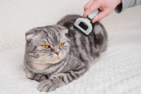 cat and furminator. The hand holds a furminator for combing pet hair. The concept of healthy wool, hygiene procedures for cats, grooming.の写真素材