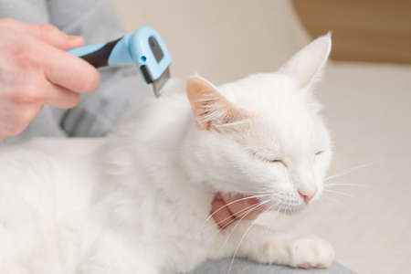 cat and furminator. The hand holds a furminator for combing pet hair. The concept of healthy wool, hygiene procedures for cats, grooming.の写真素材