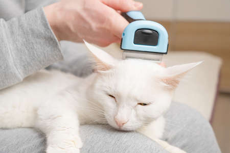 cat and furminator. The hand holds a furminator for combing pet hair. The concept of healthy wool, hygiene procedures for cats, grooming.の写真素材