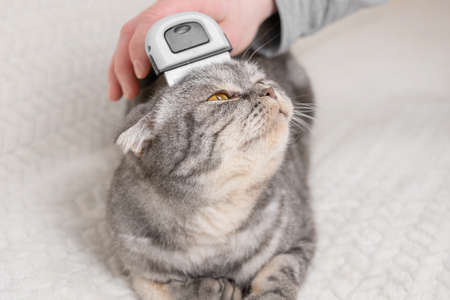 cat and furminator. The hand holds a furminator for combing pet hair. The concept of healthy wool, hygiene procedures for cats, grooming.の写真素材