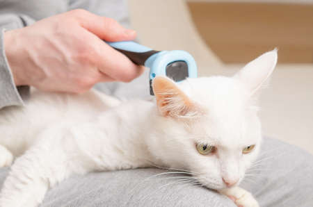 cat and furminator. The hand holds a furminator for combing pet hair. The concept of healthy wool, hygiene procedures for cats, grooming.の写真素材