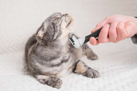 cat and furminator. The hand holds a furminator for combing pet hair. The concept of healthy wool, hygiene procedures for cats, grooming.の写真素材