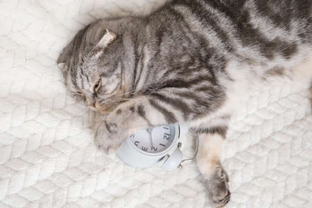 A gray and black striped Scottish fold cat lies on the sofa, in her paws is a gray alarm clock. The concept of morning, awakening. Cute funny pet.の写真素材