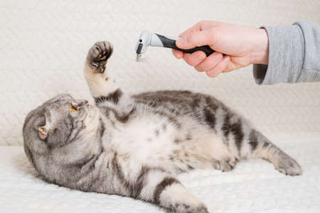 Dissatisfied cat and furminator. The hand holds a furminator for combing pet hair. The concept of healthy wool, hygiene procedures for cats, grooming.の写真素材