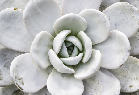 cactusの写真素材