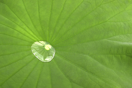 lotus leafの写真素材