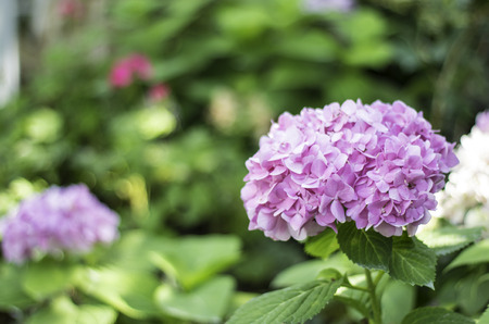 Hydrangeasの写真素材
