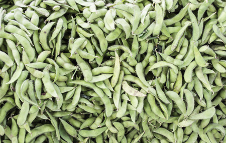 soybeanの写真素材