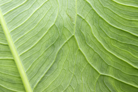 caladiumの写真素材