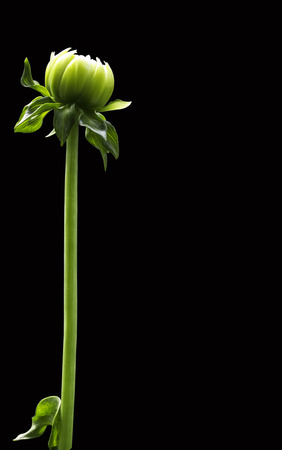 dahliaの写真素材