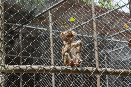 monkey in cageの写真素材