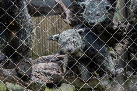 bearcat in cageの写真素材