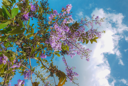 Under the sky and sunshine, the trees can still grow blooming purple flowers in bloomの写真素材