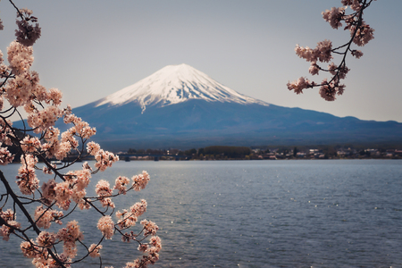 Mt. Fuji is surrounded by beautiful cherry blossoms. It is a dream destination for travelers to Japanの写真素材