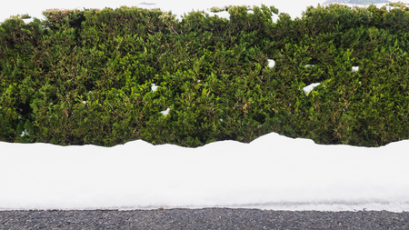 The snow-covered side of the tree is beautiful. It can be found almost in Japan.の写真素材