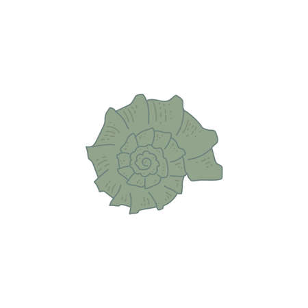 seashell. underwater nature. Flat vector cartoon illustration isolated on white