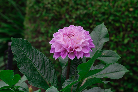 Violet dahlia in bloom in a gardenの写真素材