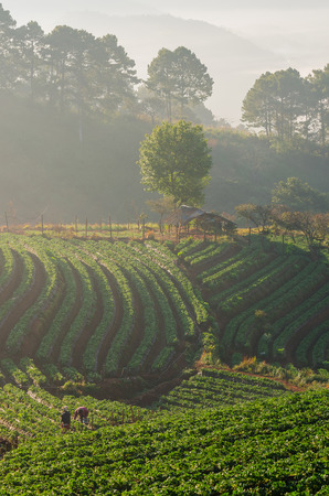 strawberries farm in Chiangmai, Thailandの写真素材
