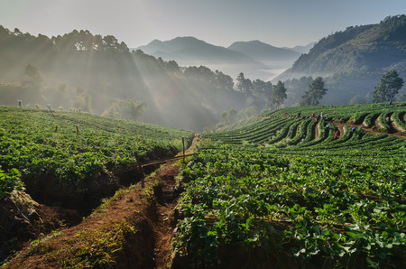 sunrise at strawberries farm in Chiangmai, Thailandの写真素材