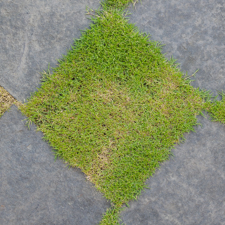 Grass and gravel texture as backgroundの写真素材