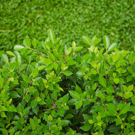 green leaf with green grass as backgroundの写真素材