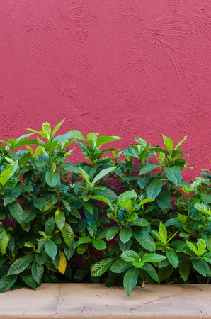 green leaf with red texture wall backgroundの写真素材