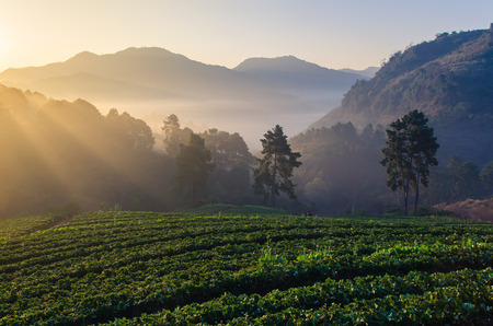 Beautiful strawberries farm in Chiangmai, Thailandの写真素材