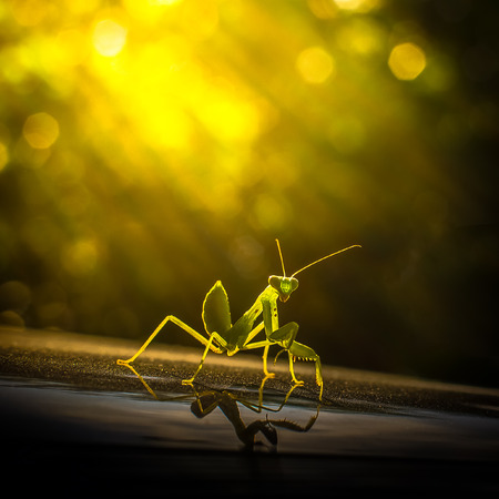 Grasshopper art styleの写真素材