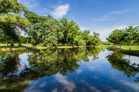 green tree in park with reflection on lakeの写真素材