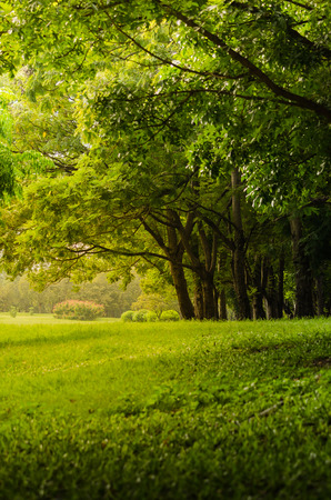 green tree in park with green lawn and sunlightの写真素材