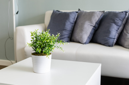 greeen plants in white vase on white table with sofaの写真素材