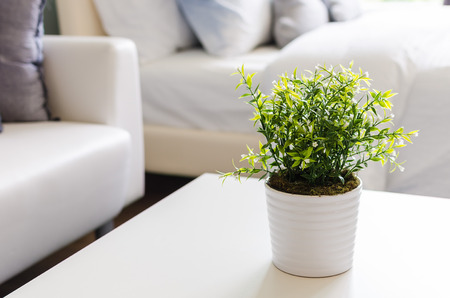 green plants in white vase on white tableの写真素材