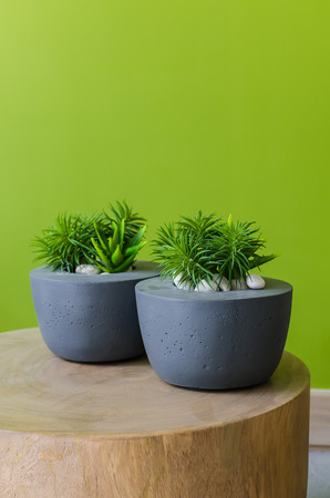 plants in modern pot on wooden table with green painted wallの写真素材