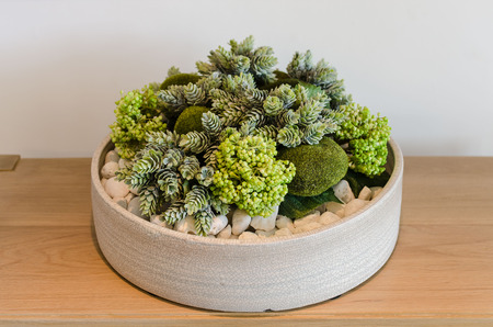 Plants in round white ceramic pot on wooden tableの写真素材