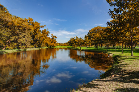 reflections trees on the shore of the lake in a city parkの写真素材