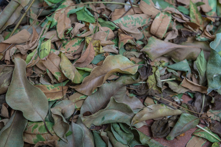 texture with dry leaves on floor as background imageの写真素材