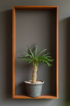 cactus flower on wooden tray with grey backgroundの写真素材