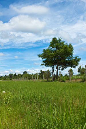 landscape in thailandの写真素材