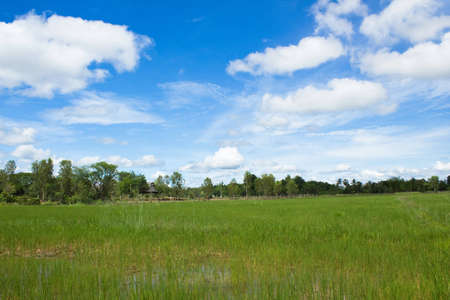 the rice farm in thailandの写真素材