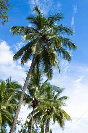 coconut view in thailandの写真素材