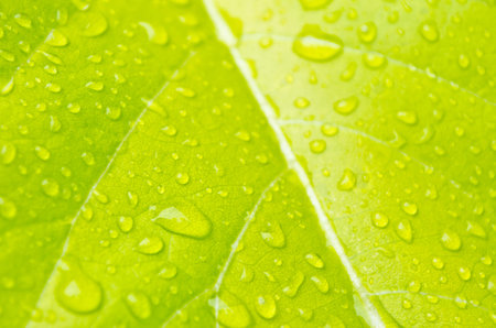 leaves textureの写真素材