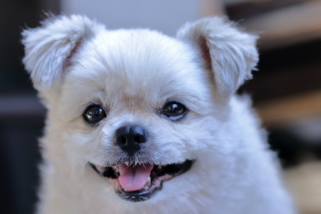 Close-up of a White dog smile and sitting on table so cute, pomeranian shih tzu mixed breed.の写真素材
